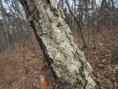 Betula dauurica