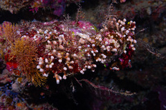 Pseudodistoma arborescens