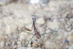 Tenodera blanchardi