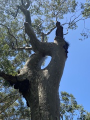 Eucalypteae