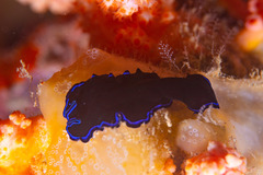 Pseudoceros caeruleocinctus