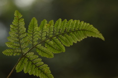 Davallia griffithiana