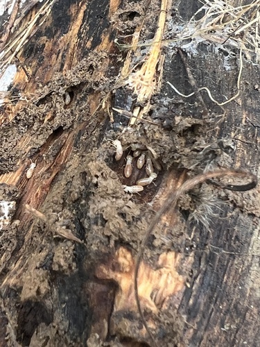 iNaturalist observation photo of Drywood Termites
