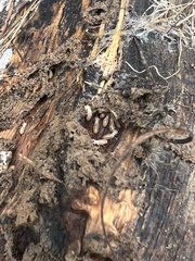 Kalotermitidae