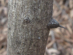 Zanthoxylum schinifolium