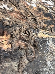 Kalotermitidae