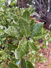 Quercus parvula