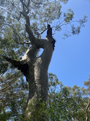Eucalypteae