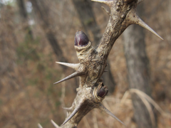 Kalopanax septemlobus