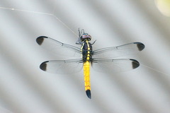 Protorthemis coronata