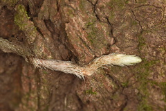 Davallia griffithiana