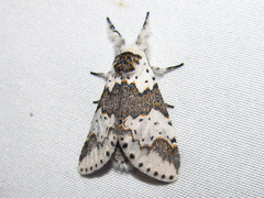 Furcula borealis