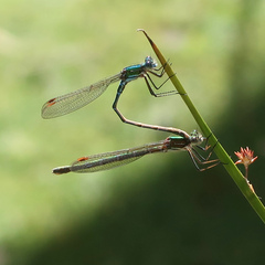 Austrolestes cingulatus