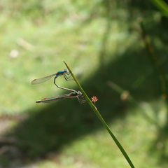 Austrolestes cingulatus