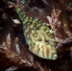 Meuschenia hippocrepis