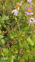 Solanum trilobatum