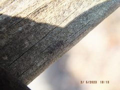 Allocapnia vivipara