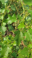 Solanum trilobatum