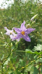 Solanum trilobatum