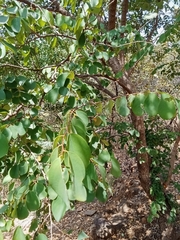 Cleistanthus collinus