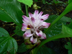 Curcuma inodora