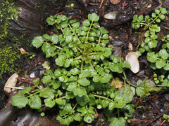 Cardamine flexuosa