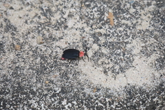 Pyrocoelia sanguiniventer