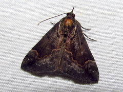 Hypena palparia