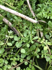 Limnanthes macounii