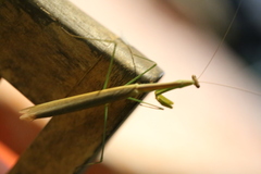 Tenodera costalis