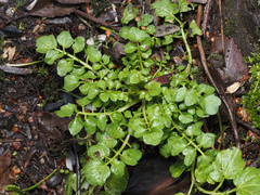 Cardamine flexuosa