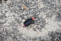 Pyrocoelia sanguiniventer