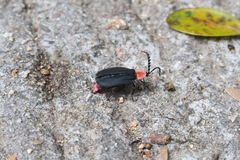 Pyrocoelia sanguiniventer