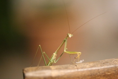 Tenodera costalis