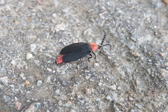 Pyrocoelia sanguiniventer