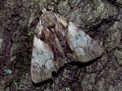 Catocala crataegi