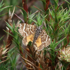 Chrysolarentia