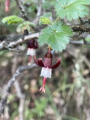 Ribes sericeum
