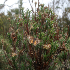 Chrysolarentia