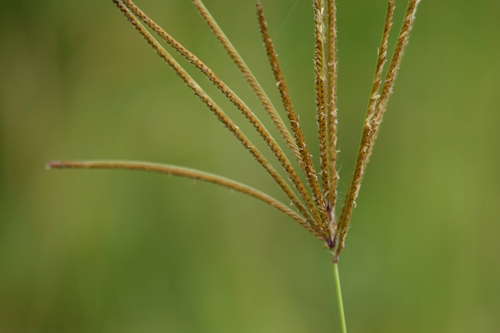 Chloris gayana iNat (1)