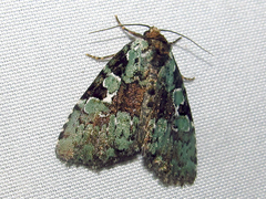 Leuconycta lepidula