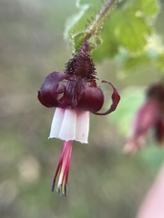 Ribes sericeum