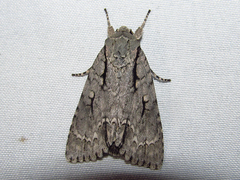 Acronicta lobeliae