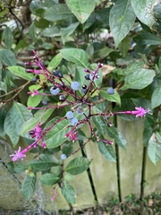 Fuchsia paniculata