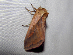 Bellura densa