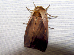 Bellura densa