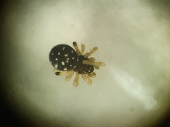 Neottiura suaveolens