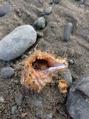 Monoplex parthenopeus