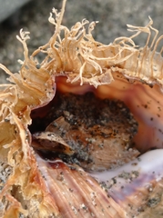 Monoplex parthenopeus