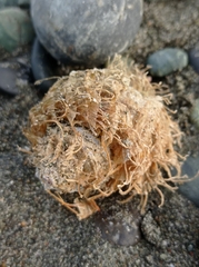 Monoplex parthenopeus